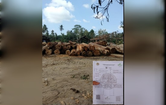 Status Izin Penebangan Jenis Kayu Berkelas, Di Kilang Kayu Soumil Miliknya&nbsp;“Zubir”
