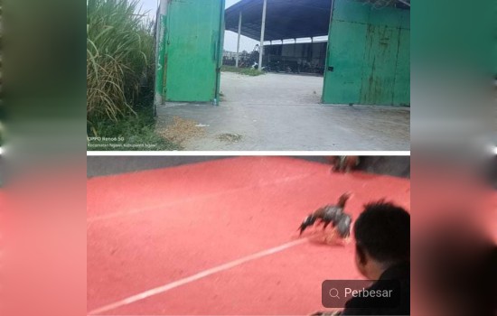 Sabung Ayam Tak Tersentuh Hukum di Desa Cangakan, Kecamatan Kasreman,&nbsp;Ngawi