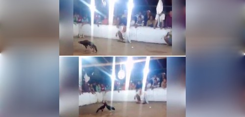 303 Sabung Ayam di Desa Pohsangit Ngisor, Kecamatan Wonomerto, Kabupaten Probolinggo Belum di Endus Polres dan Polda&nbsp;Jatim