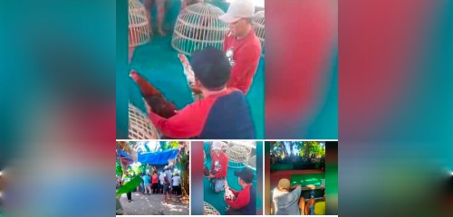 Aktifitas Perjudian 303 Sabung Ayam di Desa Karangrejo Kecamatan Gempol Kabupaten Pasuruan Tak Tersentuh&nbsp;Hukum