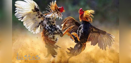 Perjudian 303 Sabung Ayam di Dhamasraya, Sumatera Barat Taruhan Jutaan rupiah Belum tersentuh&nbsp;Hukum